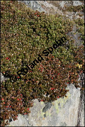 Immergrüne Bärentraube, Arctostaphylos uva-ursi, Ericaceae, Arctostaphylos uva-ursi, Immergrüne Bärentraube, Habitus fruchtend Kauf von 00398arctostaphylos_uvaursiimg_4451.jpg