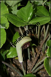 Dreiblättriger Feuerkolben, Arisaema triphyllum, Arisaema atrorubens, Arum triphyllum, Araceae, Arisaema triphyllum, Arisaema atrorubens, Arum triphyllum, Dreiblättriger Feuerkolben, Habitus blühend Kauf von 00400arisaema_triphyllumimg_2009.jpg