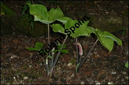 Dreiblättriger Feuerkolben, Arisaema triphyllum, Arisaema atrorubens, Arum triphyllum, Araceae, Arisaema triphyllum, Arisaema atrorubens, Arum triphyllum, Dreiblättriger Feuerkolben, Habitus blühend Kauf von 00400arisaema_triphyllumimg_7628.jpg