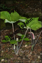 Dreiblättriger Feuerkolben, Arisaema triphyllum, Arisaema atrorubens, Arum triphyllum, Araceae, Arisaema triphyllum, Arisaema atrorubens, Arum triphyllum, Dreiblättriger Feuerkolben, Habitus blühend Kauf von 00400arisaema_triphyllumimg_7629.jpg