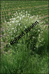Gewöhnlicher Meerrettich, Kren, Armoracia rusticana, Brassicaceae, Armoracia rusticana, Gewöhnlicher Meerrettich, Kren, Habitus blühend Kauf von 00402armoracia_rusticanaimg_7418.jpg