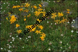 Arnika, Arnica montana, Asteraceae, Arnica montana, Arnika, Berg-Wohlverleih, Habitus blühend Kauf von 00404arnica_montanaimg_3277.jpg
