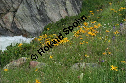 Arnika, Arnica montana, Asteraceae, Arnica montana, Arnika, Berg-Wohlverleih, Habitus blühend Kauf von 00404arnica_montanaimg_3360.jpg