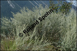 Echter Wermut, Artemisia absinthium, Asteraceae, Artemisia absinthium, Echter Wermut, Absinth, Grüne Fee, Blühend Kauf von 00406artemisia_absinthiumimg_3381.jpg