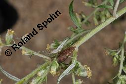 Gewöhnlicher Beifuß, Artemisia vulgaris, Asteraceae, Artemisia vulgaris, Gewöhnlicher Beifuß, Wilder Wermut, Habitus blühend Kauf von 00410_artemisia_vulgaris_dsc_3594.jpg