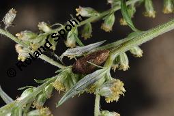 Gewöhnlicher Beifuß, Artemisia vulgaris, Asteraceae, Artemisia vulgaris, Gewöhnlicher Beifuß, Wilder Wermut, Habitus blühend Kauf von 00410_artemisia_vulgaris_dsc_3595.jpg