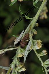 Gewöhnlicher Beifuß, Artemisia vulgaris, Asteraceae, Artemisia vulgaris, Gewöhnlicher Beifuß, Wilder Wermut, Habitus blühend Kauf von 00410_artemisia_vulgaris_dsc_3596.jpg