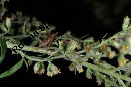 Gewöhnlicher Beifuß, Artemisia vulgaris, Asteraceae, Artemisia vulgaris, Gewöhnlicher Beifuß, Wilder Wermut, Habitus blühend Kauf von 00410_artemisia_vulgaris_dsc_3597.jpg