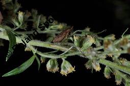 Gewöhnlicher Beifuß, Artemisia vulgaris, Asteraceae, Artemisia vulgaris, Gewöhnlicher Beifuß, Wilder Wermut, Habitus blühend Kauf von 00410_artemisia_vulgaris_dsc_3598.jpg