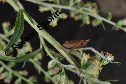 Gewöhnlicher Beifuß, Artemisia vulgaris, Asteraceae, Artemisia vulgaris, Gewöhnlicher Beifuß, Wilder Wermut, Habitus blühend Kauf von 00410_artemisia_vulgaris_dsc_3599.jpg