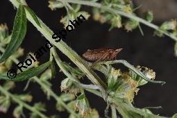 Gewöhnlicher Beifuß, Artemisia vulgaris, Asteraceae, Artemisia vulgaris, Gewöhnlicher Beifuß, Wilder Wermut, Habitus blühend Kauf von 00410_artemisia_vulgaris_dsc_3600.jpg