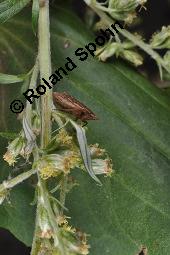Gewöhnlicher Beifuß, Artemisia vulgaris, Asteraceae, Artemisia vulgaris, Gewöhnlicher Beifuß, Wilder Wermut, Habitus blühend Kauf von 00410_artemisia_vulgaris_dsc_3601.jpg