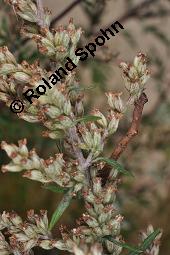 Gewöhnlicher Beifuß, Artemisia vulgaris, Asteraceae, Artemisia vulgaris, Gewöhnlicher Beifuß, Wilder Wermut, Habitus blühend Kauf von 00410_artemisia_vulgaris_dsc_3651.jpg