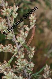 Gewöhnlicher Beifuß, Artemisia vulgaris, Asteraceae, Artemisia vulgaris, Gewöhnlicher Beifuß, Wilder Wermut, Habitus blühend Kauf von 00410_artemisia_vulgaris_dsc_3652.jpg