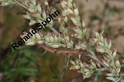 Gewöhnlicher Beifuß, Artemisia vulgaris, Asteraceae, Artemisia vulgaris, Gewöhnlicher Beifuß, Wilder Wermut, Habitus blühend Kauf von 00410_artemisia_vulgaris_dsc_3653.jpg