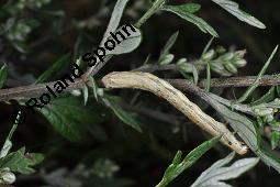 Gewöhnlicher Beifuß, Artemisia vulgaris, Asteraceae, Artemisia vulgaris, Gewöhnlicher Beifuß, Wilder Wermut, Habitus blühend Kauf von 00410_artemisia_vulgaris_dsc_3676.jpg