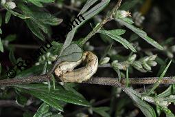Gewöhnlicher Beifuß, Artemisia vulgaris, Asteraceae, Artemisia vulgaris, Gewöhnlicher Beifuß, Wilder Wermut, Habitus blühend Kauf von 00410_artemisia_vulgaris_dsc_3677.jpg