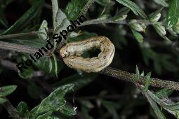 Gewöhnlicher Beifuß, Artemisia vulgaris, Asteraceae, Artemisia vulgaris, Gewöhnlicher Beifuß, Wilder Wermut, Habitus blühend Kauf von 00410_artemisia_vulgaris_dsc_3678.jpg