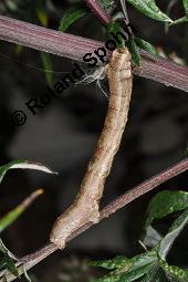 Gewöhnlicher Beifuß, Artemisia vulgaris, Asteraceae, Artemisia vulgaris, Gewöhnlicher Beifuß, Wilder Wermut, Habitus blühend Kauf von 00410_artemisia_vulgaris_dsc_3679.jpg