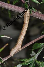 Gewöhnlicher Beifuß, Artemisia vulgaris, Asteraceae, Artemisia vulgaris, Gewöhnlicher Beifuß, Wilder Wermut, Habitus blühend Kauf von 00410_artemisia_vulgaris_dsc_3680.jpg