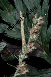 Gewöhnlicher Beifuß, Artemisia vulgaris, Asteraceae, Artemisia vulgaris, Gewöhnlicher Beifuß, Wilder Wermut, Habitus blühend Kauf von 00410_artemisia_vulgaris_dsc_4208.jpg