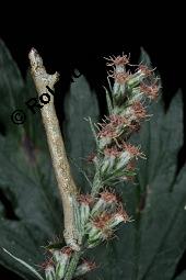 Gewöhnlicher Beifuß, Artemisia vulgaris, Asteraceae, Artemisia vulgaris, Gewöhnlicher Beifuß, Wilder Wermut, Habitus blühend Kauf von 00410_artemisia_vulgaris_dsc_4209.jpg