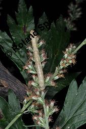 Gewöhnlicher Beifuß, Artemisia vulgaris, Asteraceae, Artemisia vulgaris, Gewöhnlicher Beifuß, Wilder Wermut, Habitus blühend Kauf von 00410_artemisia_vulgaris_dsc_4210.jpg