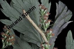 Gewöhnlicher Beifuß, Artemisia vulgaris, Asteraceae, Artemisia vulgaris, Gewöhnlicher Beifuß, Wilder Wermut, Habitus blühend Kauf von 00410_artemisia_vulgaris_dsc_4211.jpg