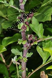 Gewöhnlicher Beifuß, Artemisia vulgaris, Asteraceae, Artemisia vulgaris, Gewöhnlicher Beifuß, Wilder Wermut, Habitus blühend Kauf von 00410_artemisia_vulgaris_dsc_4682.jpg