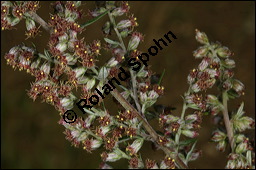 Gewöhnlicher Beifuß, Artemisia vulgaris, Asteraceae, Artemisia vulgaris, Gewöhnlicher Beifuß, Wilder Wermut, Habitus blühend Kauf von 00410artemisia_vulgarisimg_3175.jpg