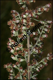 Gewöhnlicher Beifuß, Artemisia vulgaris, Asteraceae, Artemisia vulgaris, Gewöhnlicher Beifuß, Wilder Wermut, Habitus blühend Kauf von 00410artemisia_vulgarisimg_3176.jpg