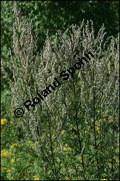 Gewöhnlicher Beifuß, Artemisia vulgaris, Asteraceae, Artemisia vulgaris, Gewöhnlicher Beifuß, Wilder Wermut, Habitus blühend Kauf von 00410artemisia_vulgarisimg_3458.jpg