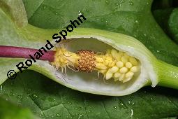 Gefleckter Aronstab, Arum maculatum, Araceae, Arum maculatum, Gefleckter Aronstab, Blühend Kauf von 00411_arum_maculatum_dsc_0292.jpg