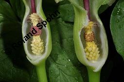 Gefleckter Aronstab, Arum maculatum, Araceae, Arum maculatum, Gefleckter Aronstab, Blühend Kauf von 00411_arum_maculatum_dsc_0294.jpg