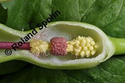 Gefleckter Aronstab, Arum maculatum, Araceae, Arum maculatum, Gefleckter Aronstab, Blühend Kauf von 00411_arum_maculatum_dsc_0295.jpg
