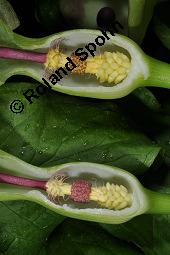 Gefleckter Aronstab, Arum maculatum, Araceae, Arum maculatum, Gefleckter Aronstab, Blühend Kauf von 00411_arum_maculatum_dsc_0298.jpg