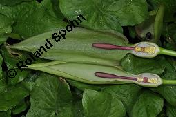 Gefleckter Aronstab, Arum maculatum, Araceae, Arum maculatum, Gefleckter Aronstab, Blühend Kauf von 00411_arum_maculatum_dsc_0299.jpg