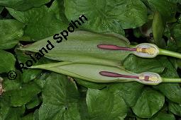Gefleckter Aronstab, Arum maculatum, Araceae, Arum maculatum, Gefleckter Aronstab, Blühend Kauf von 00411_arum_maculatum_dsc_0300.jpg