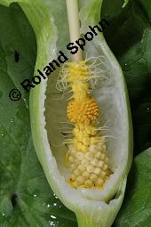 Gefleckter Aronstab, Arum maculatum, Araceae, Arum maculatum, Gefleckter Aronstab, Blühend Kauf von 00411_arum_maculatum_dsc_0301.jpg