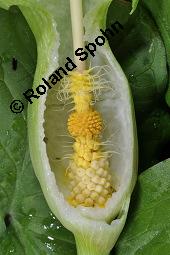 Gefleckter Aronstab, Arum maculatum, Araceae, Arum maculatum, Gefleckter Aronstab, Blühend Kauf von 00411_arum_maculatum_dsc_0302.jpg