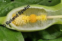 Gefleckter Aronstab, Arum maculatum, Araceae, Arum maculatum, Gefleckter Aronstab, Blühend Kauf von 00411_arum_maculatum_dsc_0304.jpg