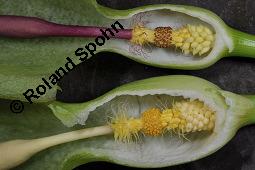 Gefleckter Aronstab, Arum maculatum, Araceae, Arum maculatum, Gefleckter Aronstab, Blühend Kauf von 00411_arum_maculatum_dsc_0306.jpg