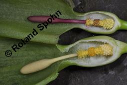 Gefleckter Aronstab, Arum maculatum, Araceae, Arum maculatum, Gefleckter Aronstab, Blühend Kauf von 00411_arum_maculatum_dsc_0307.jpg