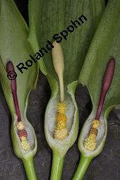 Gefleckter Aronstab, Arum maculatum, Araceae, Arum maculatum, Gefleckter Aronstab, Blühend Kauf von 00411_arum_maculatum_dsc_0308.jpg