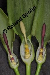 Gefleckter Aronstab, Arum maculatum, Araceae, Arum maculatum, Gefleckter Aronstab, Blühend Kauf von 00411_arum_maculatum_dsc_0309.jpg