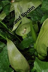Gefleckter Aronstab, Arum maculatum, Araceae, Arum maculatum, Gefleckter Aronstab, Blühend Kauf von 00411_arum_maculatum_dsc_0310.jpg