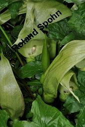 Gefleckter Aronstab, Arum maculatum, Araceae, Arum maculatum, Gefleckter Aronstab, Blühend Kauf von 00411_arum_maculatum_dsc_0311.jpg
