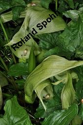 Gefleckter Aronstab, Arum maculatum, Araceae, Arum maculatum, Gefleckter Aronstab, Blühend Kauf von 00411_arum_maculatum_dsc_0312.jpg