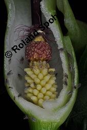 Gefleckter Aronstab, Arum maculatum, Araceae, Arum maculatum, Gefleckter Aronstab, Blühend Kauf von 00411_arum_maculatum_dsc_0376.jpg