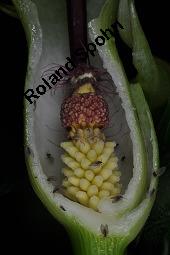 Gefleckter Aronstab, Arum maculatum, Araceae, Arum maculatum, Gefleckter Aronstab, Blühend Kauf von 00411_arum_maculatum_dsc_0377.jpg